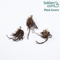 Kerstroos (x4) - Helleborus orientalis - Bakker