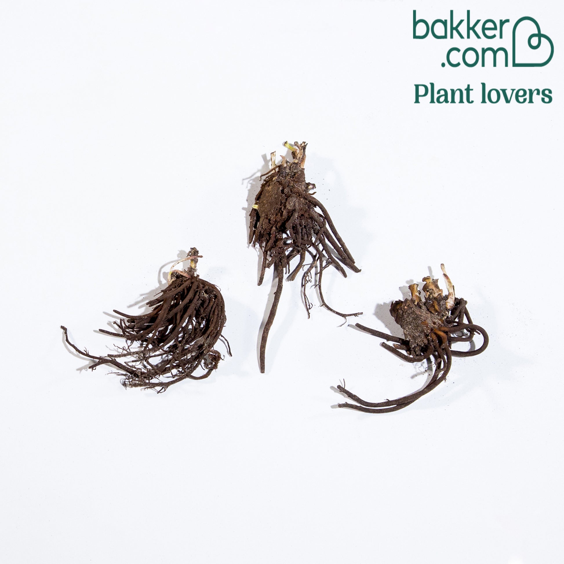 Kerstroos (x4) - Helleborus orientalis - Bakker