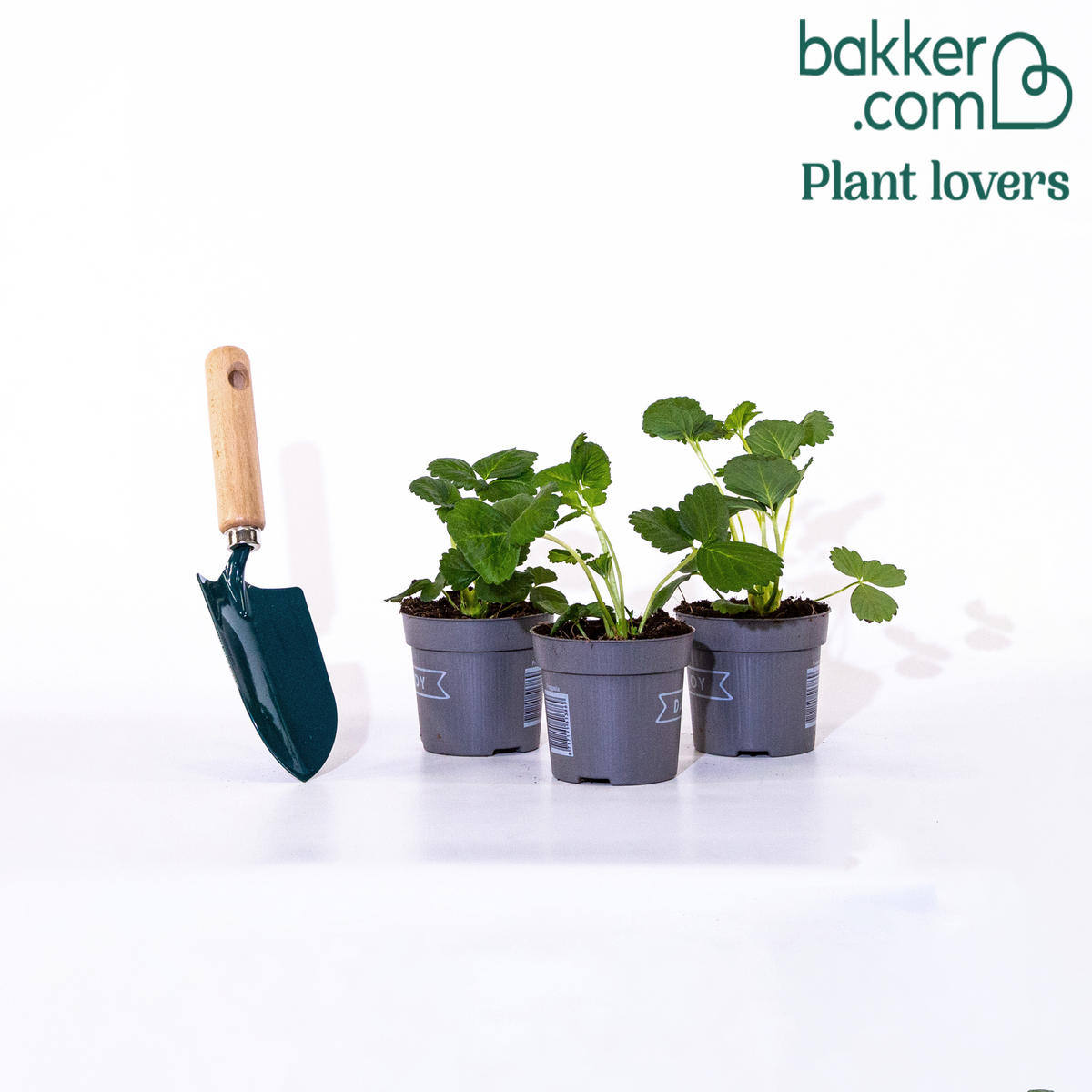 Aardbei 'Toscana' (x3) - Fragaria x ananassa toscana