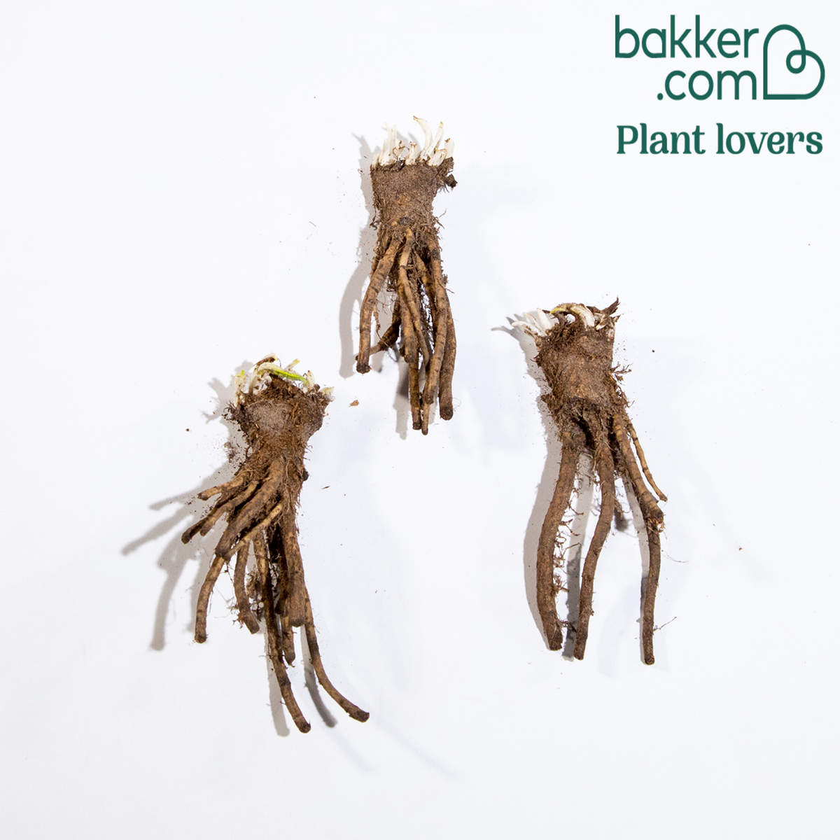 Oosterse watermeloen klaproos (x3) - Papaver orientale watermelon - Bakker