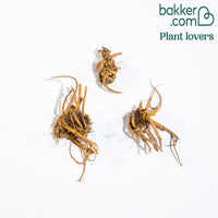 Gebroken hartje 'Alba'