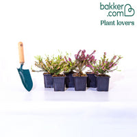 Winterheide - rood + wit + roze (x6)