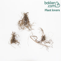 Bloedooievaarsbek (x3) - Geranium sanguineum