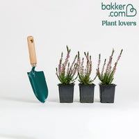 Dopheide - roze (x3)