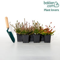 Struikheide - rood + roze + geel (x6)