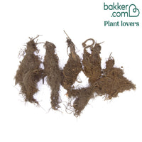 Akelei 'McKana Hybrids' (x5)