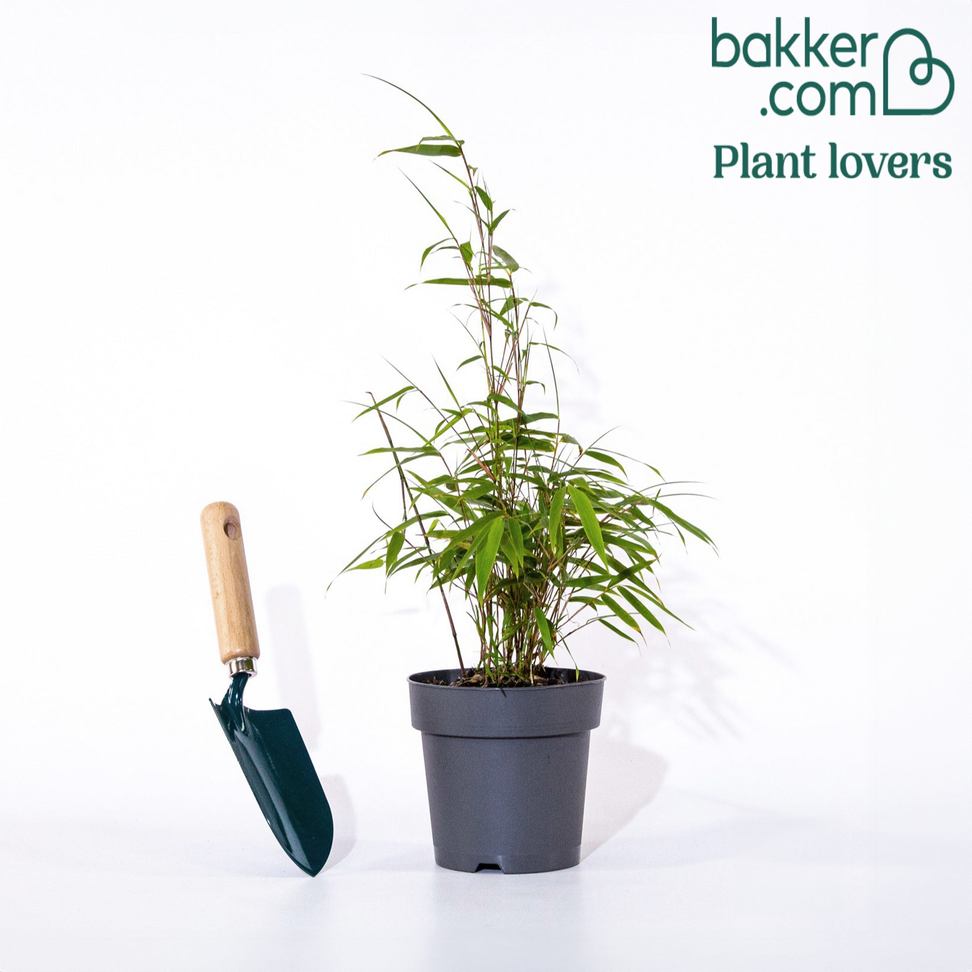 Rode bamboe - Fargesia Jiuzhaigou genf