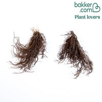 Kerstroos Dubbbel Ellen Rood (x2)