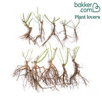 Struikroos Mix (x10)