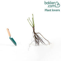 Roos 'Doris Tysterman'®