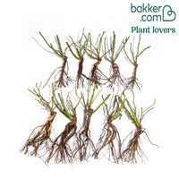 Struikroos Mix (x10)