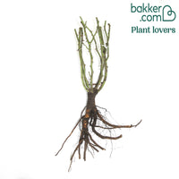 Klimroos 'Pierre de Ronsard'