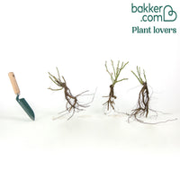 Rozenmix 'Compact' - rood + geel + roze (x3)