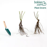 Klimroos Mix 'Vlammenspel' + 'Paul's Lemon' (x2)