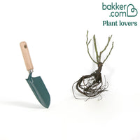 Grootbloemige roos 'Nostalgie'