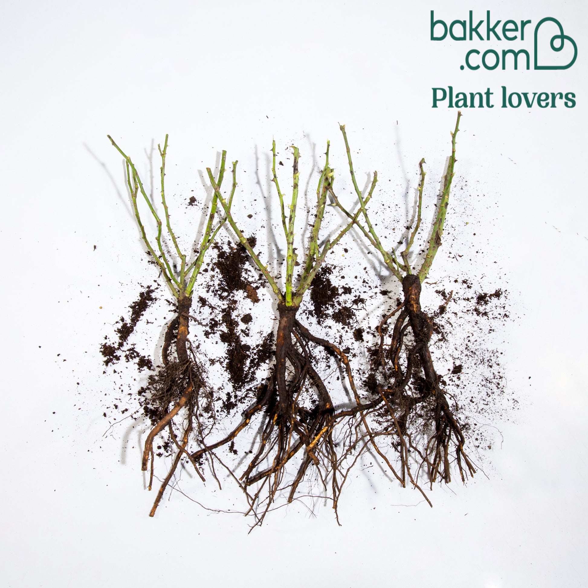 Perkroos 'Randilla' - geel (x3) - Rosa randilla - Rozen