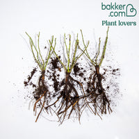 Perkroos 'Randilla' - roze (x3) - Rosa randilla