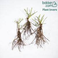 Bodembedekkende roos 'Happy Chappy' (x3)