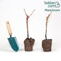 Druif Mix 'Muscat de Hambourg' + 'Chasselas de Fontainebleu' (x2)