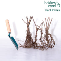 Kruisbes Mix 'Winhams Industry' + 'Anglaise Blanch' (x4)