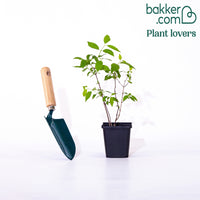 Boerenjasmijn 'Virginal'