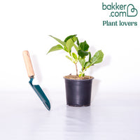 Roze Boerenhortensia