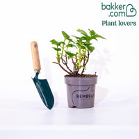 Blauwe Boerenhortensia