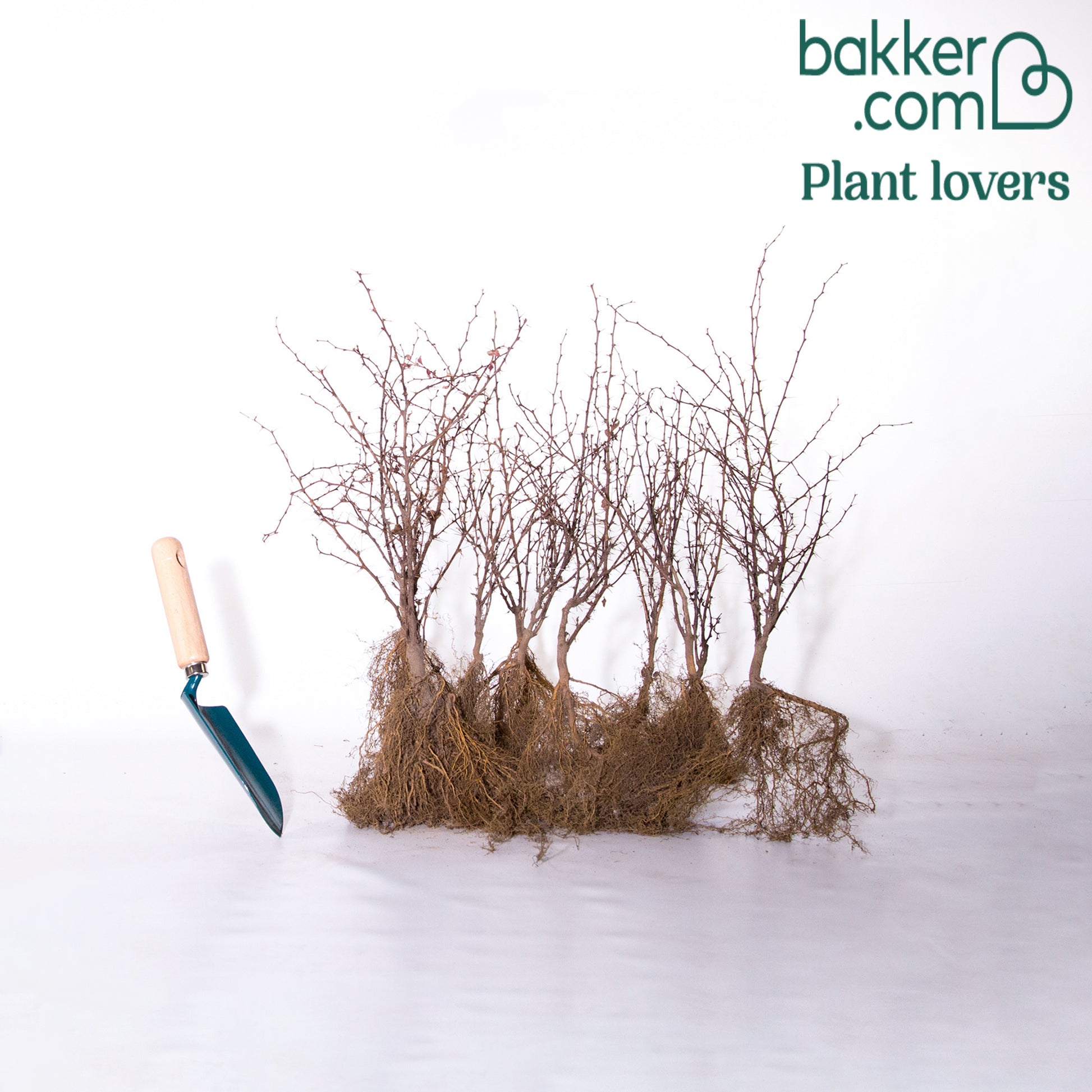 Rode zuurbes - 3 meter haag - Berberis thunbergii atropurpurea