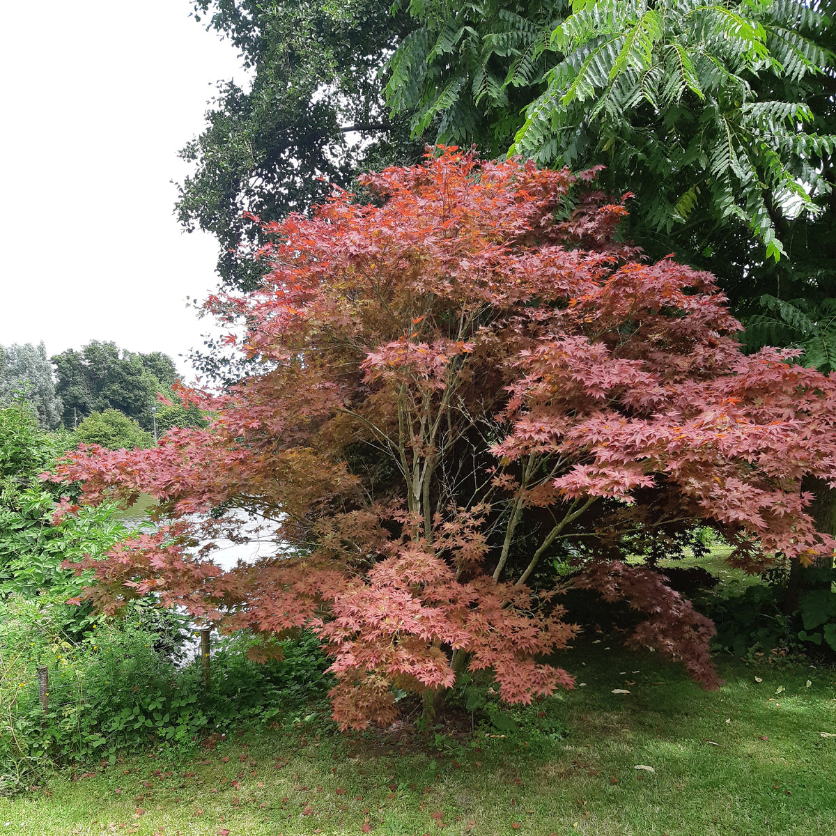 Japanse esdoorn 'Atropurpureum' - Japanse esdoorn - Bakker