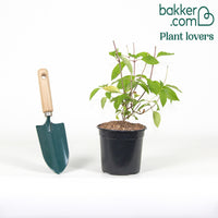 Pluimhortensia 'Vanille Fraise'