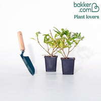 Chinees klokje 'Spectabillis'