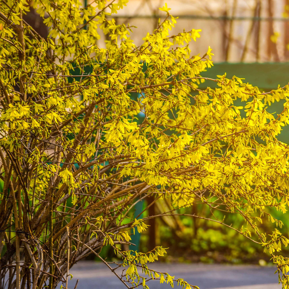 Verkoop Bloeiende en geurende haag - 10 meter (x12) - Syringa vulgaris, Forsythia x intermedia  Spectabilis, Lonicera fragrantissima, Clethra alnifolia, Philadelphus virginal, Rosa rugosa