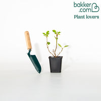 Chinees klokje 'Spectabillis'