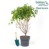 Rhododendron 'Praecox'