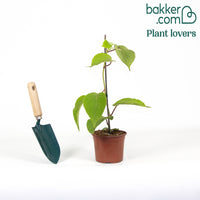 Kiwi zelffertiel 'Solissimo'