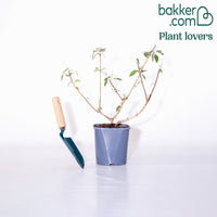 Vlinderstruik 'Flower Power'