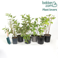 Vier seizoenen Collectie (x6)