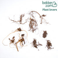 Winterharde geranium Mix 'Katharine Adèle' + hymalayense (x9)