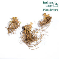 Baardiris 'Autumn Encore' (x3)