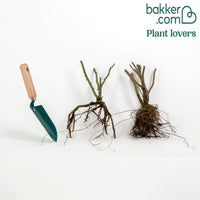 Collectie van 2 botanische rozen (x2)