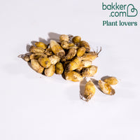 Ipheion gemengd (x30)