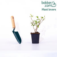 Vlinderstruik 'Dreaming Lavender'