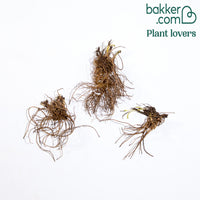 Dubbele margriet 'Fiona Goghill' (x3)