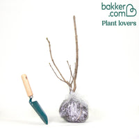 Dubbelbloemige sering 'Beauty of Moscow'