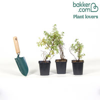 Ganzerik Mix - oranje + geel + wit - 1,5 meter haag (x3)