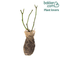 Grootbloemige roos 'Double Delight'