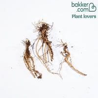 Klaproos 'Manhattan' (x3)