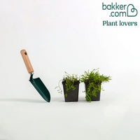 Gele muurpeper (x2) - Sedum acre