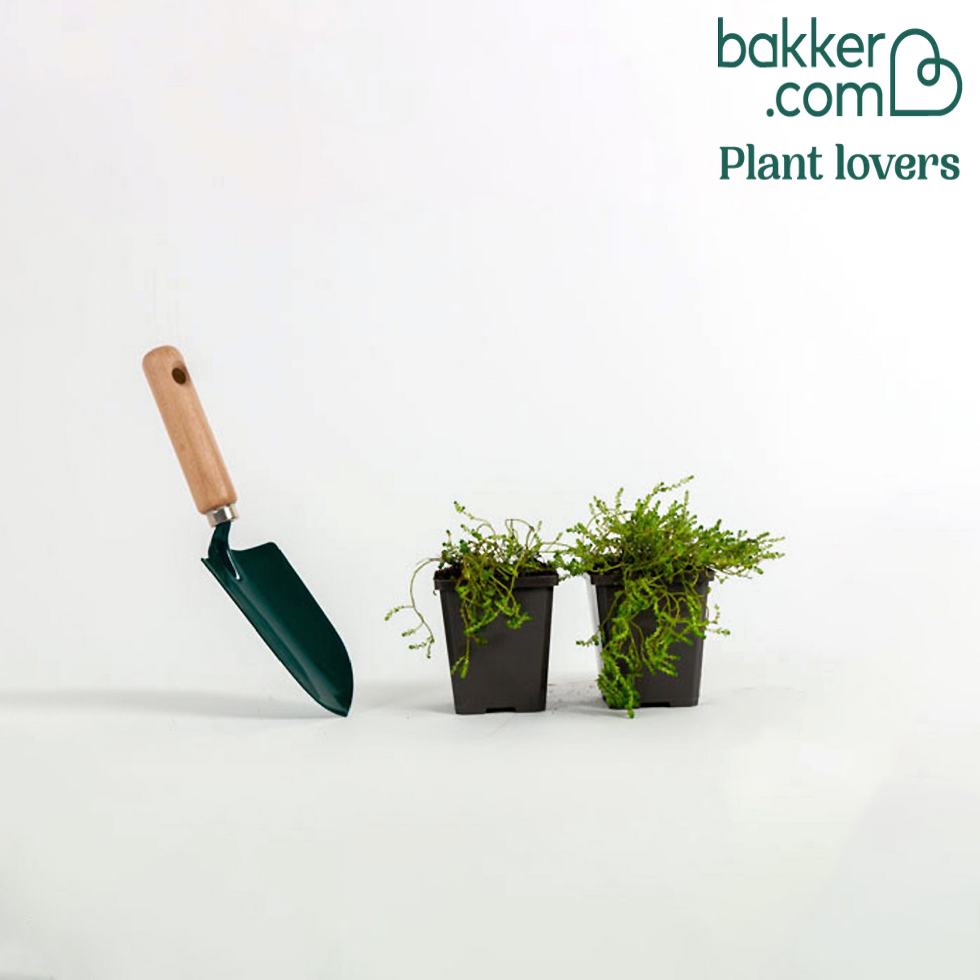 Gele muurpeper (x2) - Sedum acre