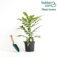 Mahoniestruik 'Charity'